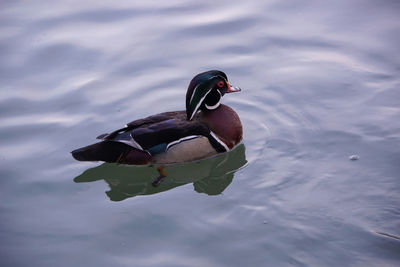 High angle view of mandarin duck swimming on lake