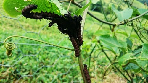 Close-up of plants growing on field