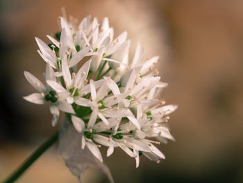 Close-up of white flowering plant