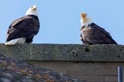 Low angle view of birds perching on wood against sky