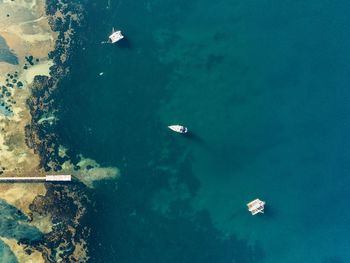 High angle view of fish in sea