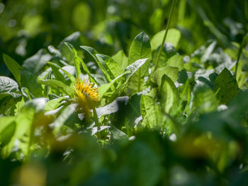 Close-up of yellow flowering plant leaves on field