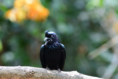 Close-up of bird perching on branch