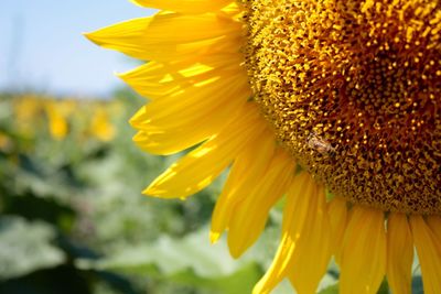 Close-up of sunflower field