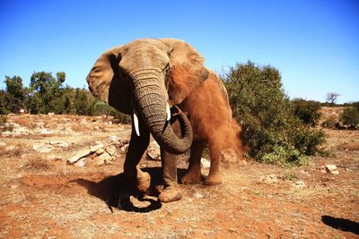 Elephant walking on dirt road