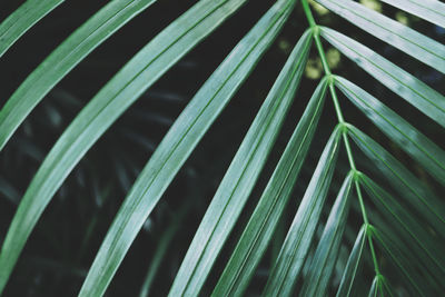 Full frame shot of green leaf