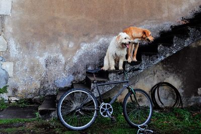 Dogs on steps by bicycle against wall