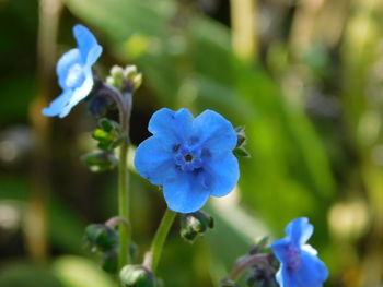 Close-up of purple flowering plant