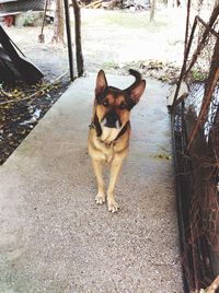 Portrait of a dog