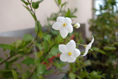 Close-up of white flowering plant