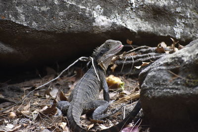 Close-up of lizard on rock