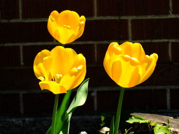 Close-up of yellow tulips