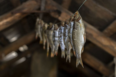 Close-up of dead fish hanging on wood