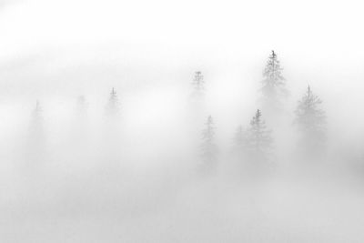 Abstract landscape in the mountains, with fog in the forest in rodnei mountains 