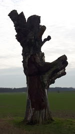 View of tree trunk on field