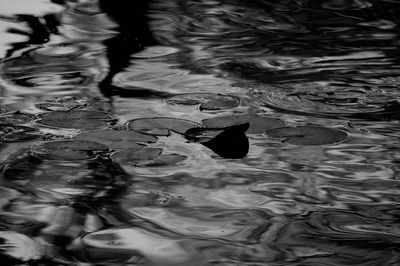 Reflection of trees in water