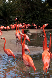 Flock of birds in water