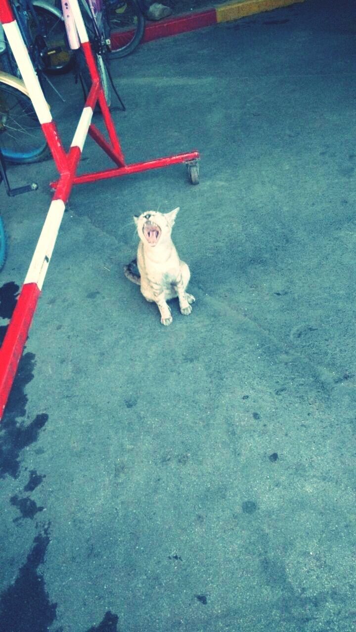 domestic animals, dog, pets, high angle view, one animal, animal themes, street, mammal, full length, day, childhood, road, white color, shadow, outdoors, standing, no people, toy, sidewalk, sunlight