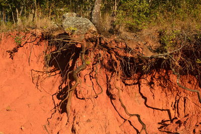 Plants growing on field in forest