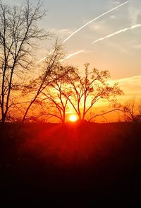 Silhouette of trees at sunset