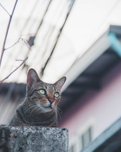 Close-up portrait of a cat