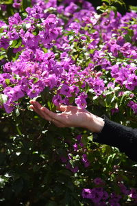 Close-up of pink flowering plants