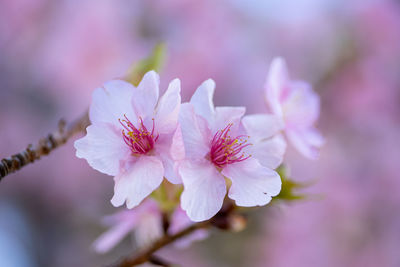 Close-up of kawazu-zakura cherry blossom