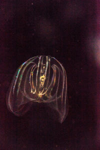 Close-up of jellyfish against black background