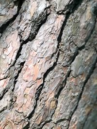 Full frame shot of tree trunk