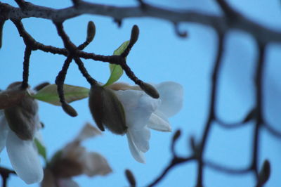 Close-up of white flowering plant