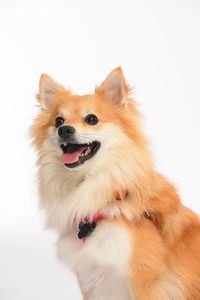 Close-up of a dog looking away over white background