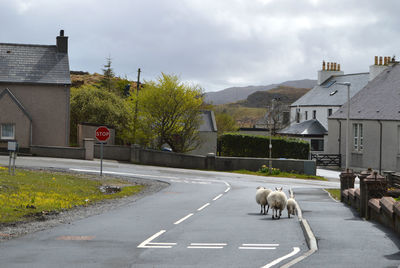 Sheep are walking on the road in a village of the scottish outer hebrides islands.