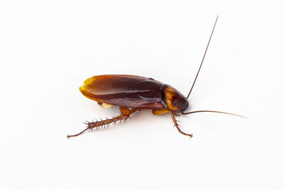 Close-up of insect on white background