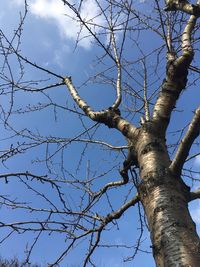 Low angle view of bare tree against blue sky