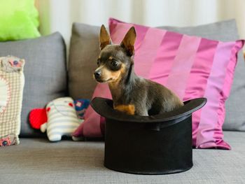 Dog looking away while sitting on sofa at home