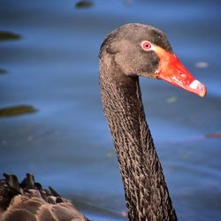 Close-up of swan swimming in lake