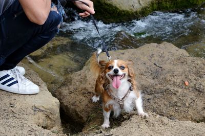 Dog standing in water