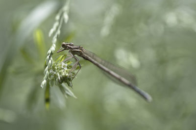 Close-up of insect on plant