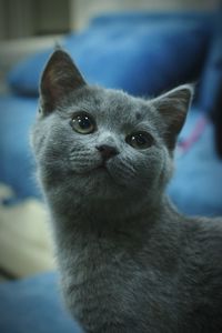 Close-up portrait of a cat at home