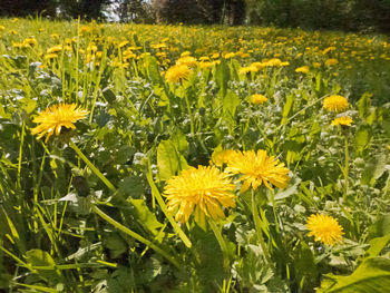 Close-up of yellow flowering plants on field