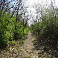 View of trees in forest