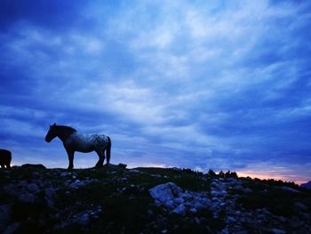Dogs standing on rock against blue sky