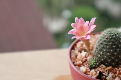 Close-up of pink cactus flower pot