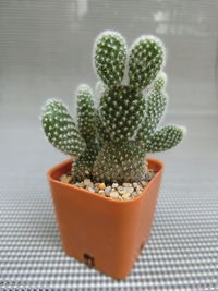 Close-up of succulent plant on table