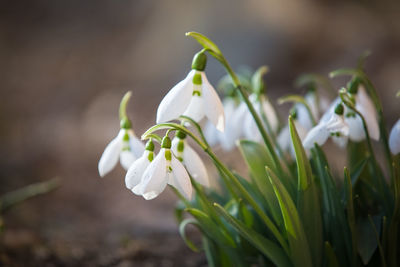 Close-up of white flowering plant