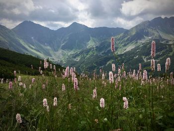 Scenic view of flowering plants and mountains against sky