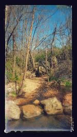 Bare trees in forest against sky