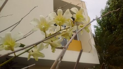 Low angle view of white flowers