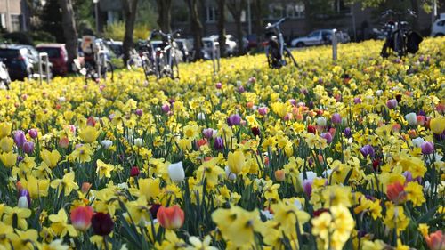 Yellow tulips in park