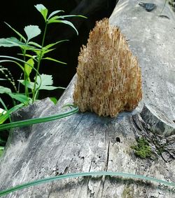 Close-up of plants